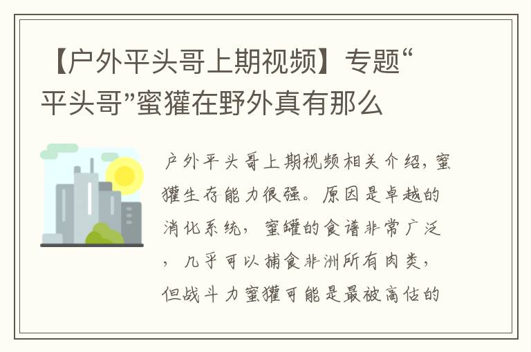 【户外平头哥上期视频】专题“平头哥"蜜獾在野外真有那么强吗？真相在这里-户外动物知识