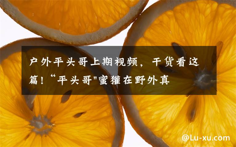 户外平头哥上期视频，干货看这篇!“平头哥"蜜獾在野外真有那么强吗？真相在这里-户外动物知识