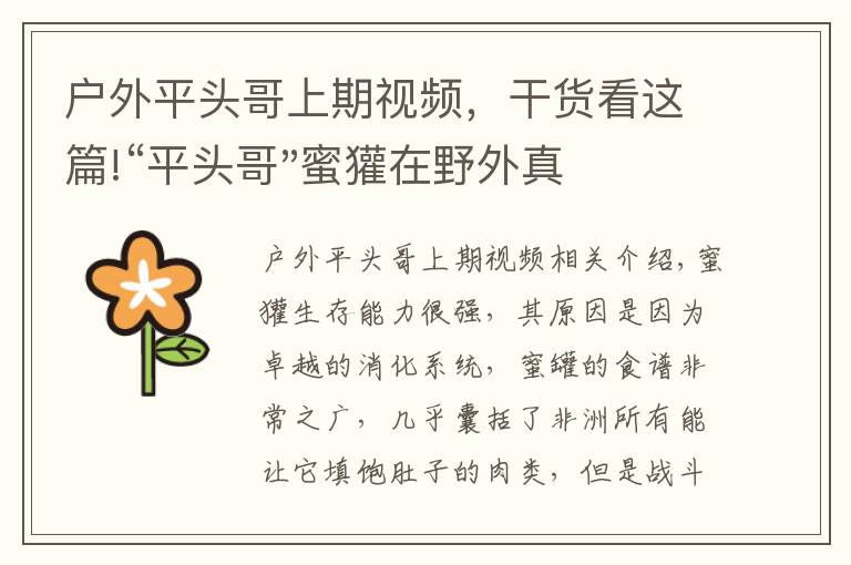 户外平头哥上期视频，干货看这篇!“平头哥"蜜獾在野外真有那么强吗？真相在这里-户外动物知识