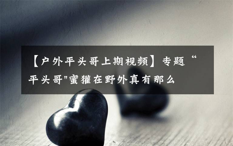 【户外平头哥上期视频】专题“平头哥"蜜獾在野外真有那么强吗？真相在这里-户外动物知识