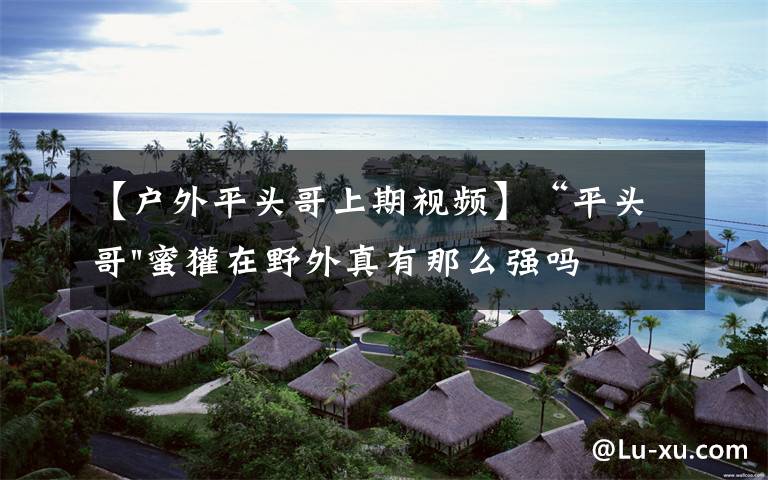 【户外平头哥上期视频】“平头哥"蜜獾在野外真有那么强吗？真相在这里-户外动物知识