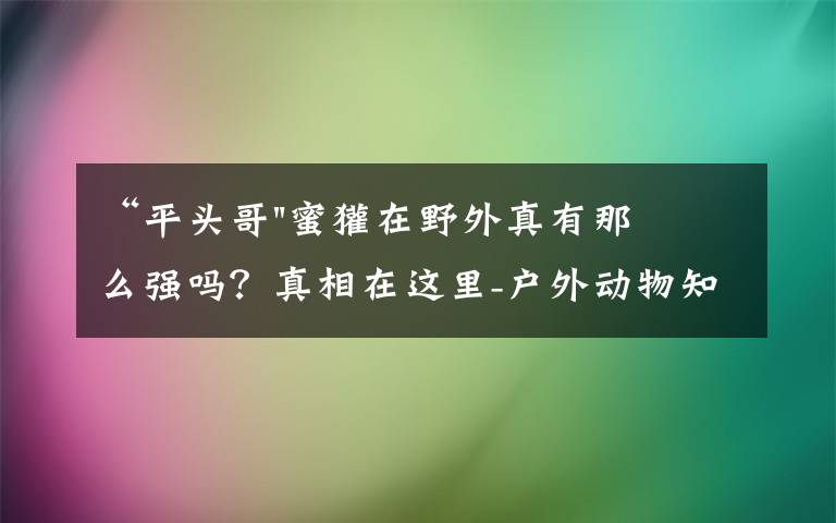 “平头哥"蜜獾在野外真有那么强吗？真相在这里-户外动物知识