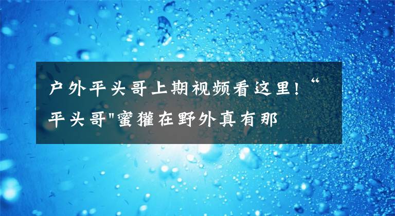 户外平头哥上期视频看这里!“平头哥"蜜獾在野外真有那么强吗？真相在这里-户外动物知识