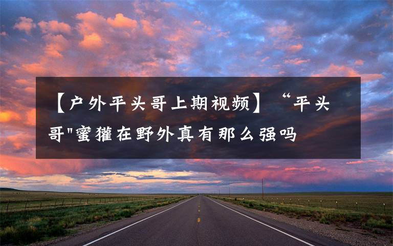 【户外平头哥上期视频】“平头哥"蜜獾在野外真有那么强吗？真相在这里-户外动物知识