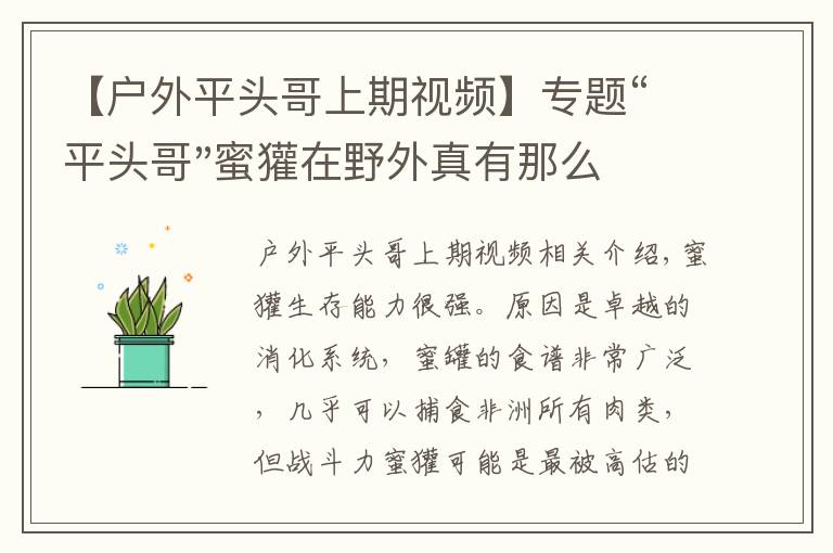 【户外平头哥上期视频】专题“平头哥"蜜獾在野外真有那么强吗？真相在这里-户外动物知识