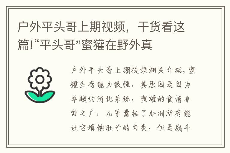 户外平头哥上期视频，干货看这篇!“平头哥"蜜獾在野外真有那么强吗？真相在这里-户外动物知识