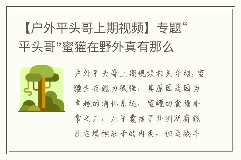 【户外平头哥上期视频】专题“平头哥"蜜獾在野外真有那么强吗？真相在这里-户外动物知识