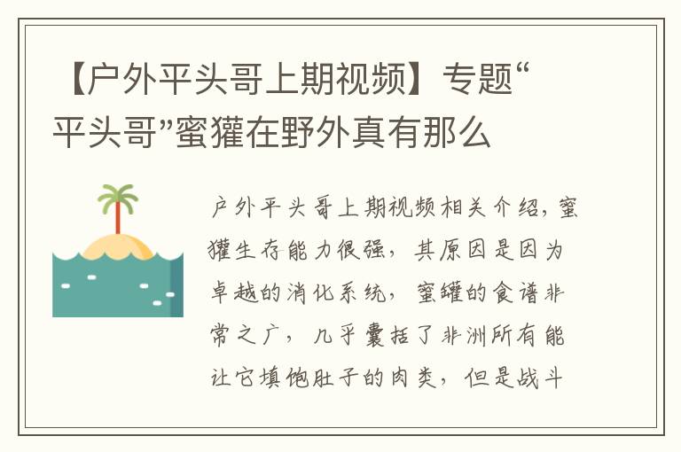 【户外平头哥上期视频】专题“平头哥"蜜獾在野外真有那么强吗？真相在这里-户外动物知识