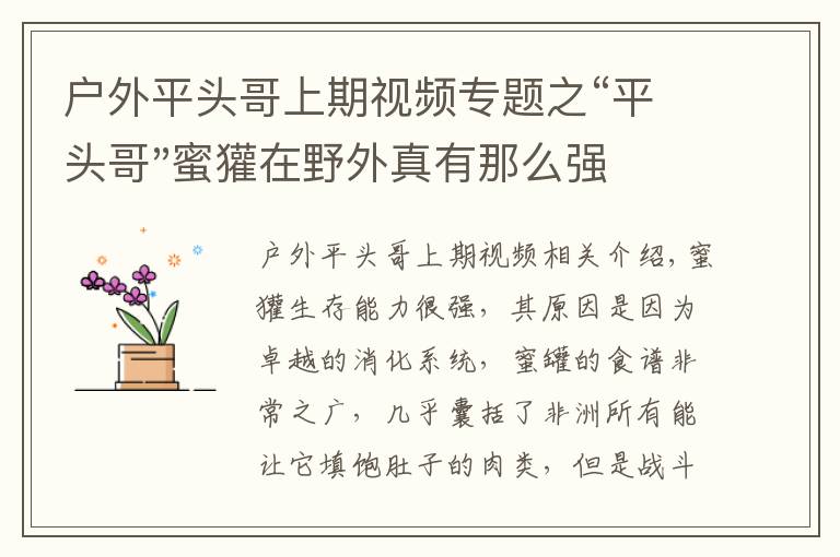 户外平头哥上期视频专题之“平头哥"蜜獾在野外真有那么强吗？真相在这里-户外动物知识