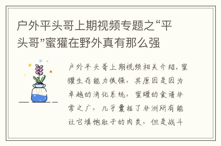 户外平头哥上期视频专题之“平头哥"蜜獾在野外真有那么强吗？真相在这里-户外动物知识