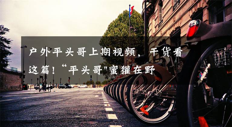 户外平头哥上期视频，干货看这篇!“平头哥"蜜獾在野外真有那么强吗？真相在这里-户外动物知识