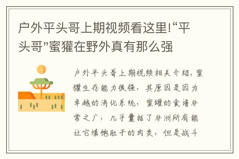 户外平头哥上期视频看这里!“平头哥"蜜獾在野外真有那么强吗？真相在这里-户外动物知识