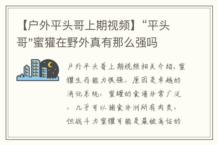 【户外平头哥上期视频】“平头哥"蜜獾在野外真有那么强吗？真相在这里-户外动物知识