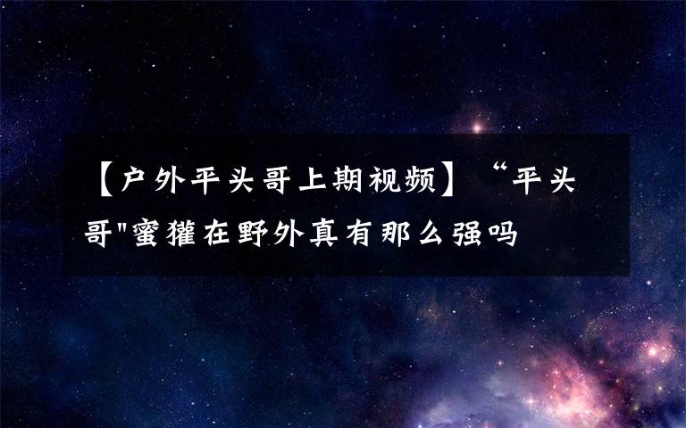 【户外平头哥上期视频】“平头哥"蜜獾在野外真有那么强吗？真相在这里-户外动物知识