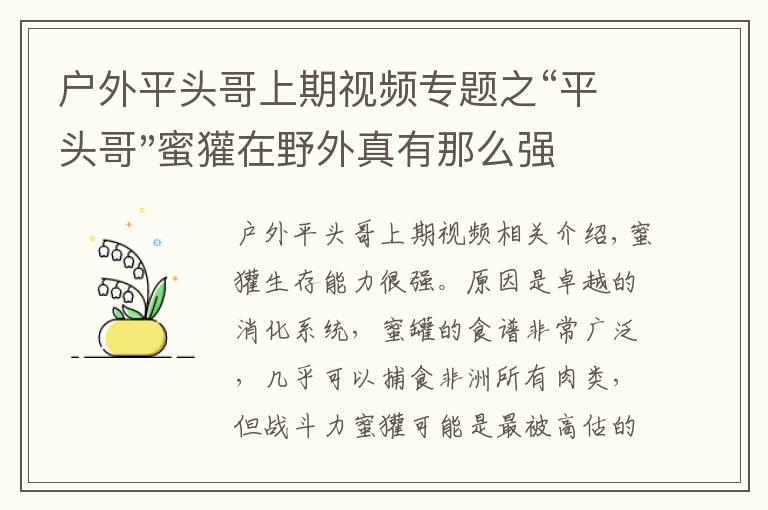 户外平头哥上期视频专题之“平头哥"蜜獾在野外真有那么强吗？真相在这里-户外动物知识
