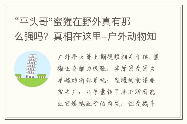 “平头哥"蜜獾在野外真有那么强吗？真相在这里-户外动物知识