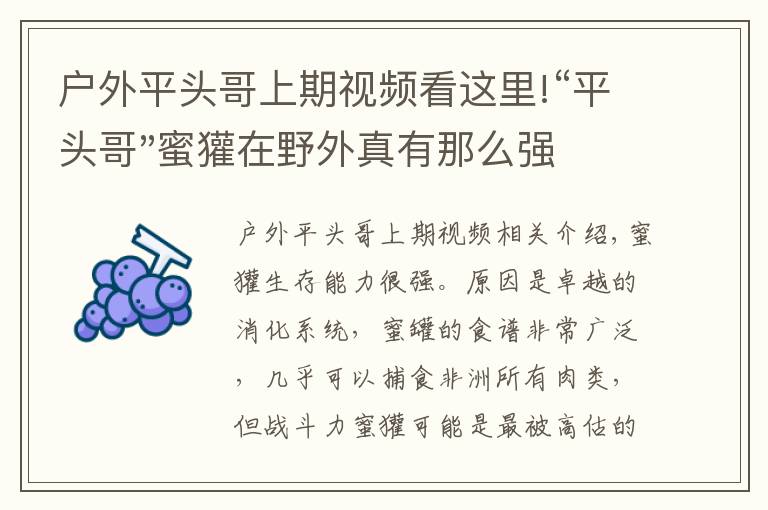 户外平头哥上期视频看这里!“平头哥"蜜獾在野外真有那么强吗？真相在这里-户外动物知识