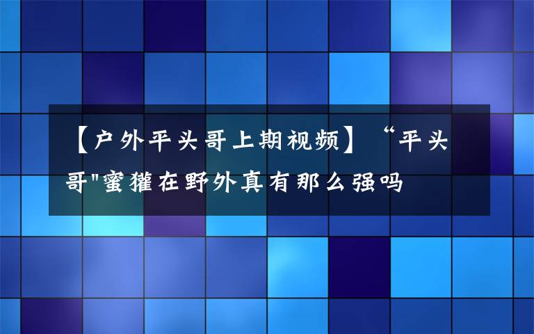 【户外平头哥上期视频】“平头哥"蜜獾在野外真有那么强吗？真相在这里-户外动物知识