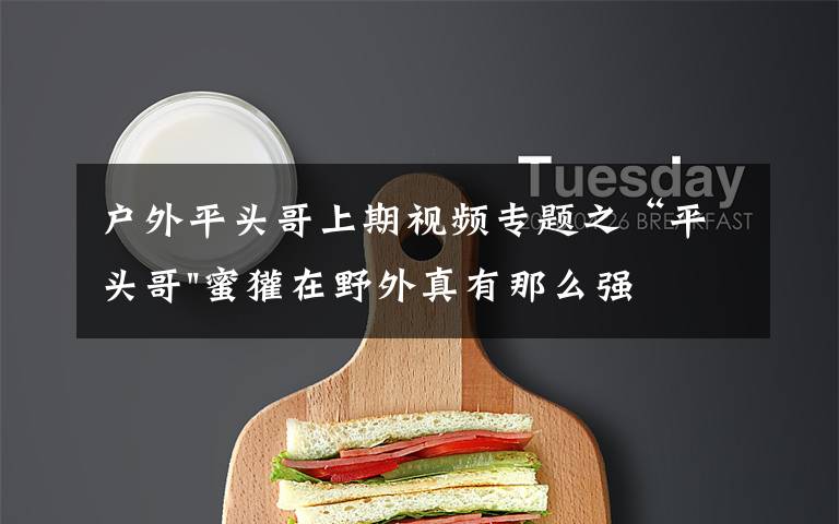户外平头哥上期视频专题之“平头哥"蜜獾在野外真有那么强吗？真相在这里-户外动物知识