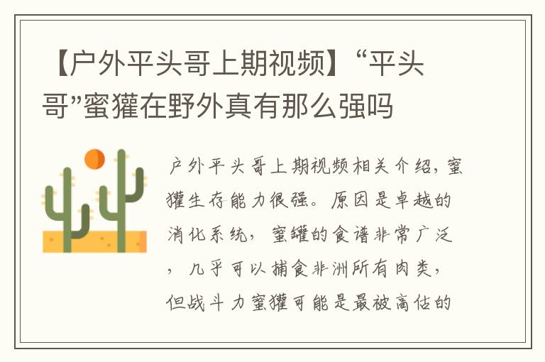 【户外平头哥上期视频】“平头哥"蜜獾在野外真有那么强吗？真相在这里-户外动物知识