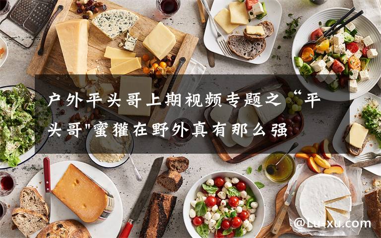 户外平头哥上期视频专题之“平头哥"蜜獾在野外真有那么强吗？真相在这里-户外动物知识