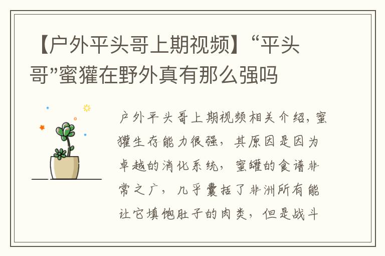 【户外平头哥上期视频】“平头哥"蜜獾在野外真有那么强吗？真相在这里-户外动物知识