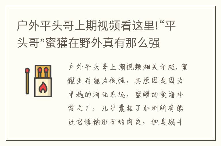 户外平头哥上期视频看这里!“平头哥"蜜獾在野外真有那么强吗？真相在这里-户外动物知识