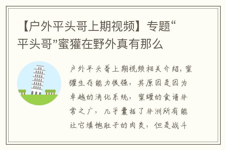 【户外平头哥上期视频】专题“平头哥"蜜獾在野外真有那么强吗？真相在这里-户外动物知识