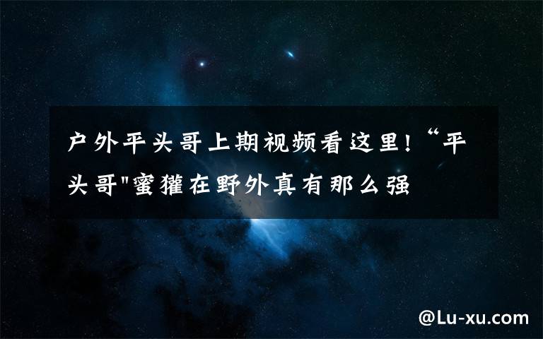户外平头哥上期视频看这里!“平头哥"蜜獾在野外真有那么强吗？真相在这里-户外动物知识