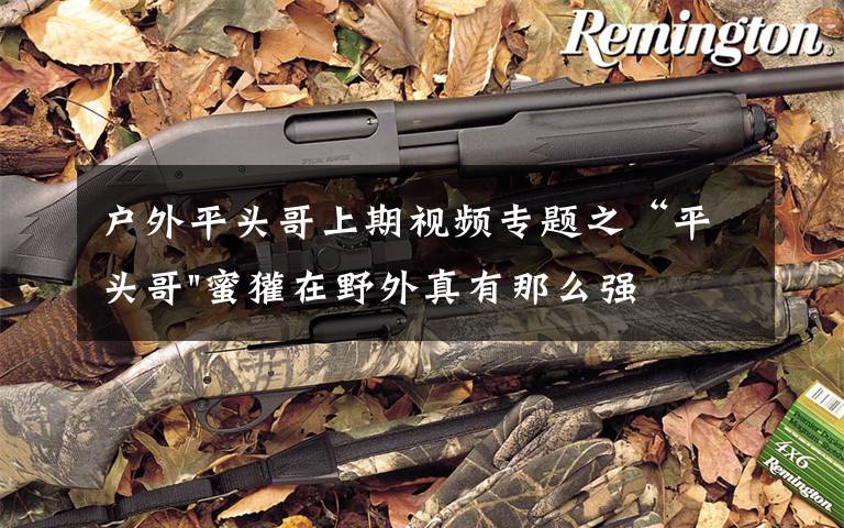 户外平头哥上期视频专题之“平头哥"蜜獾在野外真有那么强吗？真相在这里-户外动物知识