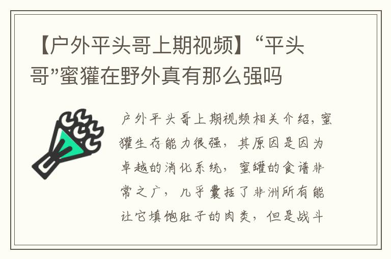 【户外平头哥上期视频】“平头哥"蜜獾在野外真有那么强吗？真相在这里-户外动物知识