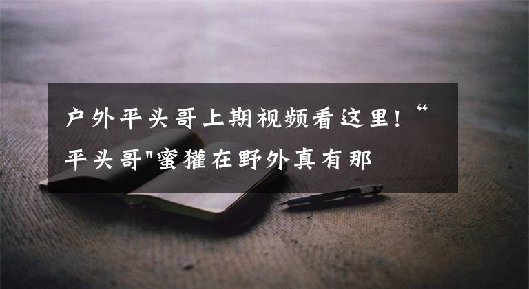 户外平头哥上期视频看这里!“平头哥"蜜獾在野外真有那么强吗？真相在这里-户外动物知识