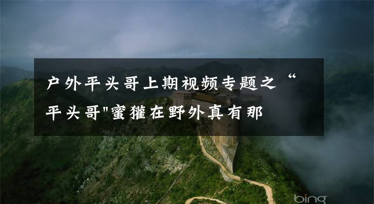 户外平头哥上期视频专题之“平头哥"蜜獾在野外真有那么强吗？真相在这里-户外动物知识