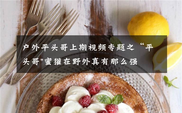 户外平头哥上期视频专题之“平头哥"蜜獾在野外真有那么强吗？真相在这里-户外动物知识