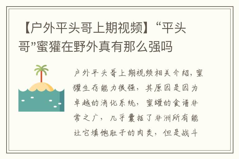 【户外平头哥上期视频】“平头哥"蜜獾在野外真有那么强吗？真相在这里-户外动物知识