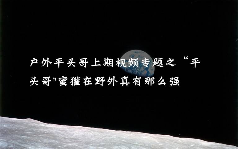 户外平头哥上期视频专题之“平头哥"蜜獾在野外真有那么强吗？真相在这里-户外动物知识