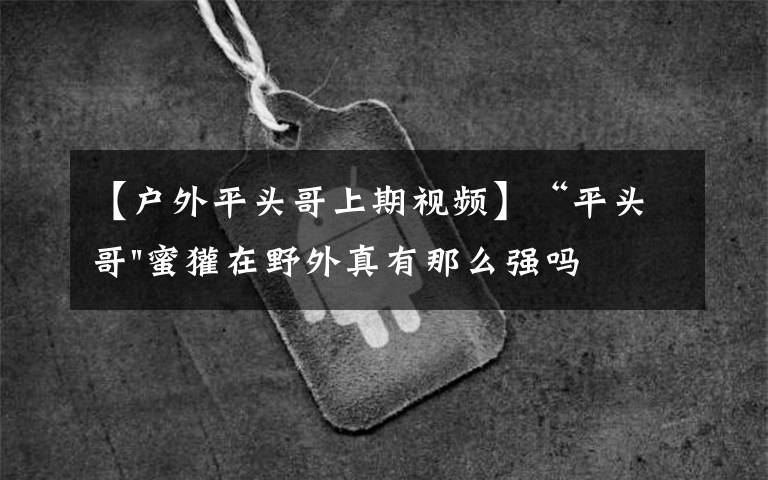 【户外平头哥上期视频】“平头哥"蜜獾在野外真有那么强吗？真相在这里-户外动物知识
