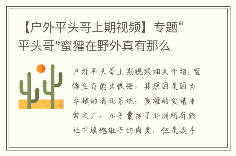 【户外平头哥上期视频】专题“平头哥"蜜獾在野外真有那么强吗？真相在这里-户外动物知识