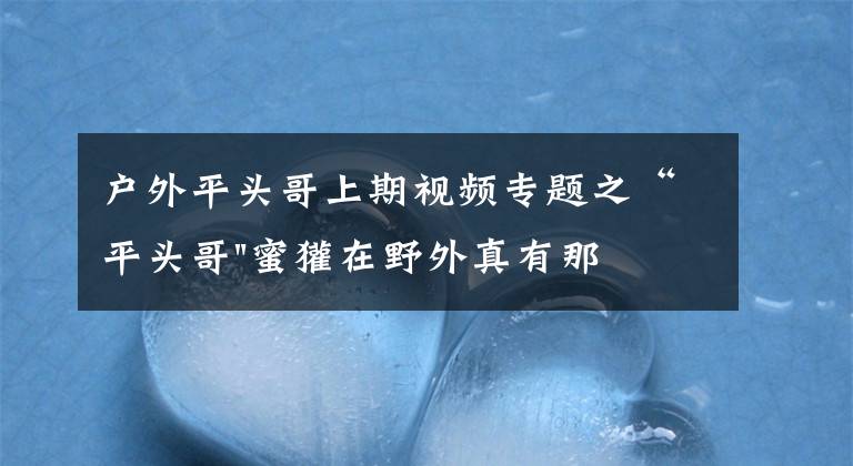 户外平头哥上期视频专题之“平头哥"蜜獾在野外真有那么强吗？真相在这里-户外动物知识