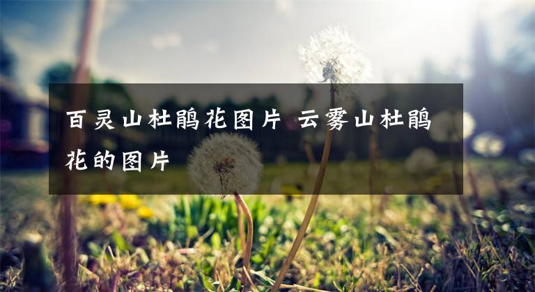 百灵山杜鹃花图片 云雾山杜鹃花的图片