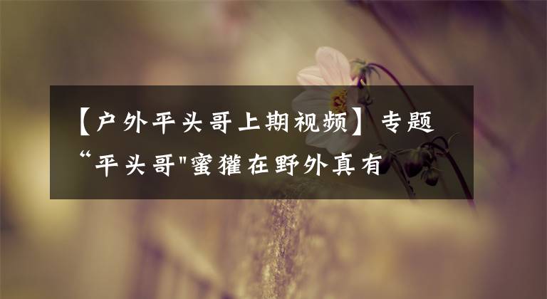 【户外平头哥上期视频】专题“平头哥"蜜獾在野外真有那么强吗？真相在这里-户外动物知识