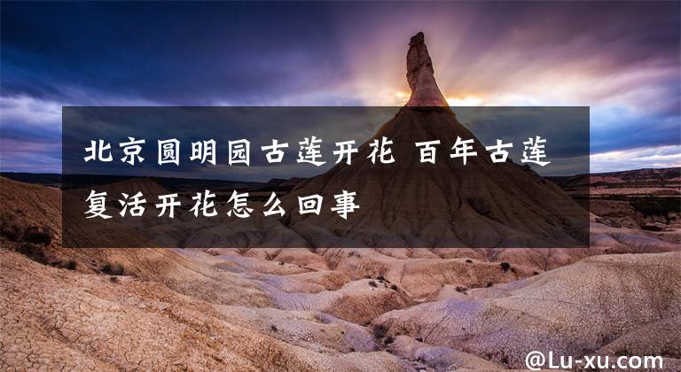 北京圆明园古莲开花 百年古莲复活开花怎么回事