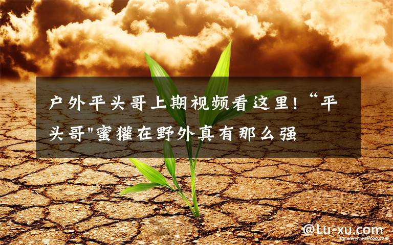 户外平头哥上期视频看这里!“平头哥"蜜獾在野外真有那么强吗？真相在这里-户外动物知识