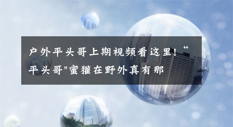 户外平头哥上期视频看这里!“平头哥"蜜獾在野外真有那么强吗？真相在这里-户外动物知识