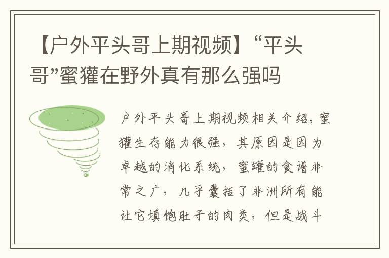 【户外平头哥上期视频】“平头哥"蜜獾在野外真有那么强吗？真相在这里-户外动物知识