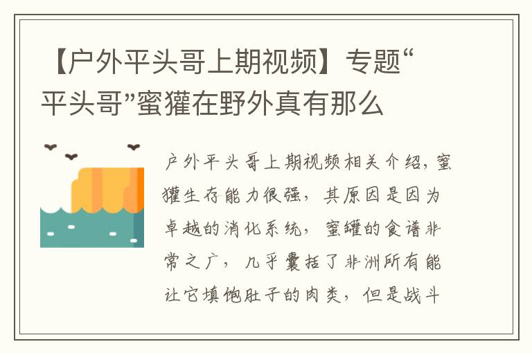 【户外平头哥上期视频】专题“平头哥"蜜獾在野外真有那么强吗？真相在这里-户外动物知识
