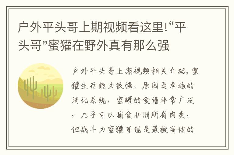 户外平头哥上期视频看这里!“平头哥"蜜獾在野外真有那么强吗？真相在这里-户外动物知识