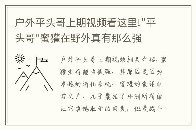 户外平头哥上期视频看这里!“平头哥"蜜獾在野外真有那么强吗？真相在这里-户外动物知识