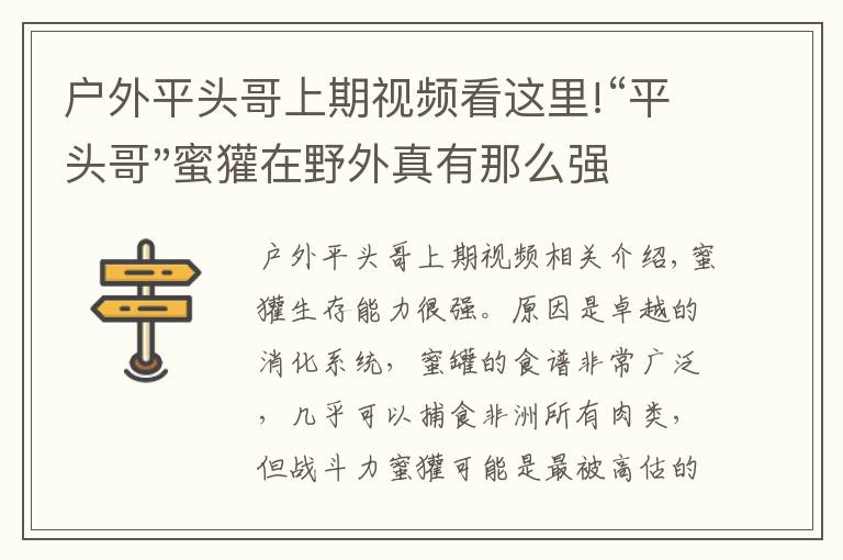 户外平头哥上期视频看这里!“平头哥"蜜獾在野外真有那么强吗？真相在这里-户外动物知识