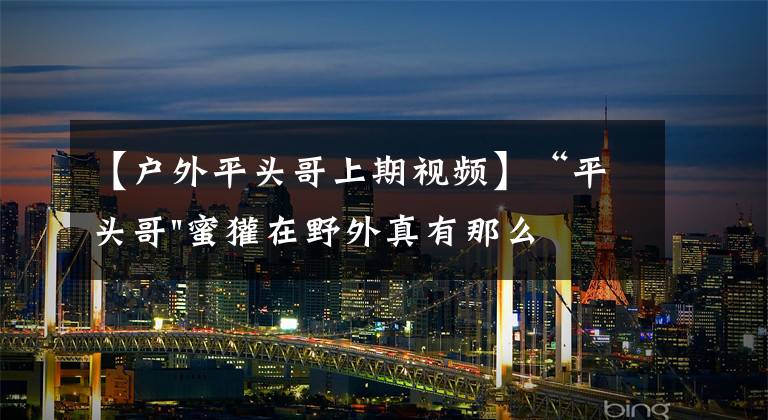 【户外平头哥上期视频】“平头哥"蜜獾在野外真有那么强吗？真相在这里-户外动物知识